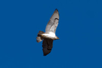 Ferruginous Hawk (Buteo regalis)