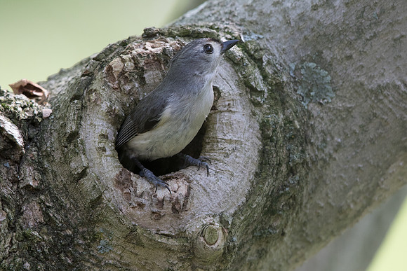 Tufted titmouse (Baeolophus bicolor)