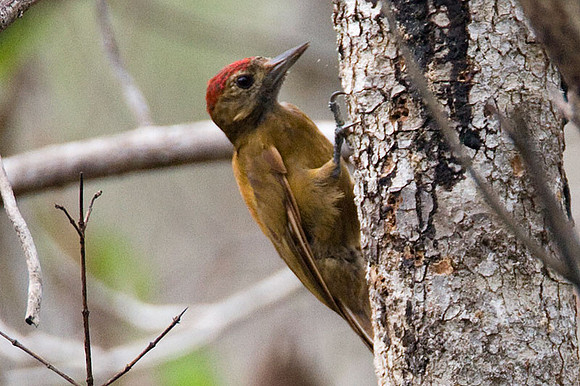 Smoky-brown Woodpecker (Veniliornis fumigatus)