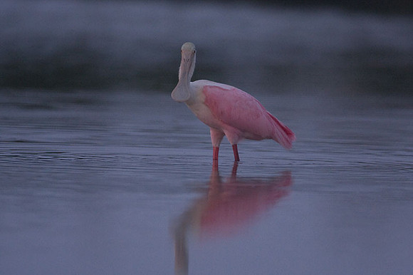 Roseate Spoonbill (Platalea ajaja)