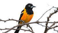 Venezuelan Troupial (Icterus icterus)