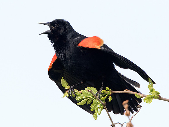 Red-winged blackbird (Agelaius phoeniceus) Male