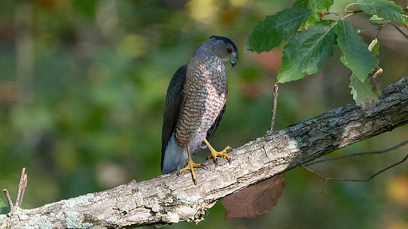Cooper's Hawk (Accipiter cooperii)