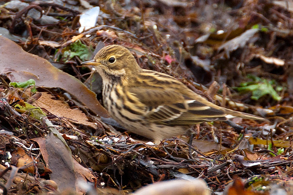 Meadow Pipit (Anthus Pratensis)