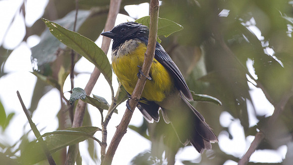 Buff-breasted Mountain-tanager (Dubusia taeniata)