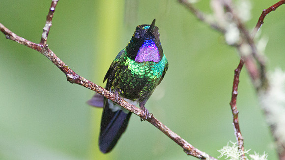 Tourmaline Sunangel (Heliangelus exortis)