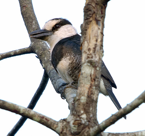 White-necked Puffbird (Notharchus hyperrhynchus)