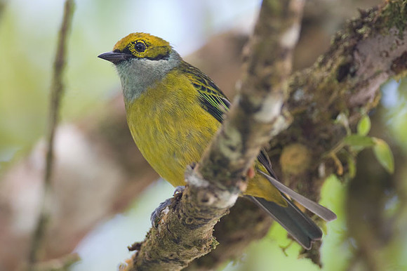 Silver-throated Tanager (Tangara icterocephala)