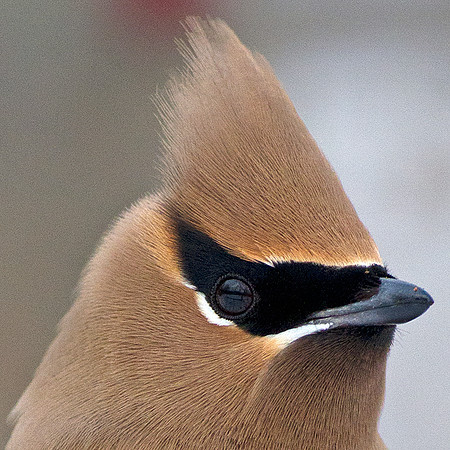 Cedar Waxwing (Bombycilla cedrorum)
