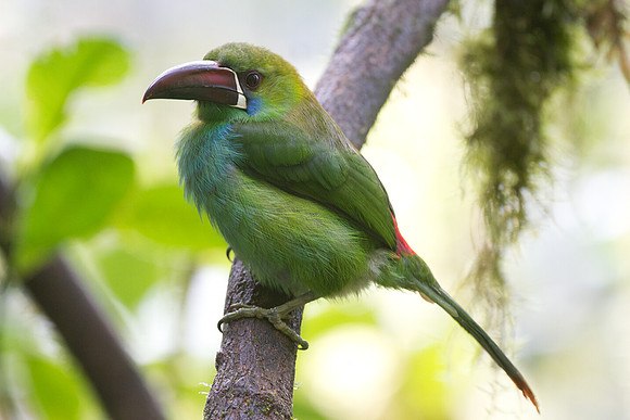 Crimson-rumped Toucanet (Aulacorhynchus haematopygus)
