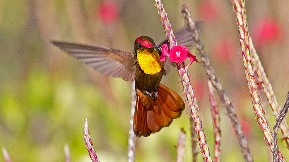 Ruby-topaz Hummingbird (Chrysolampis mosquitus) male