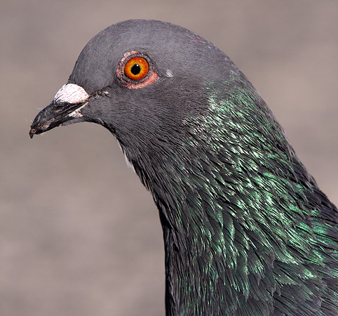 Rock Pigeon (Columba livia) also known as Rock Dove