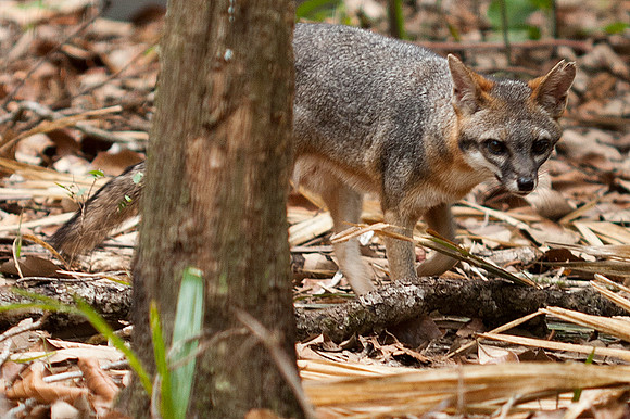 Gray Fox (Urocyon cinereoargenteus) captive