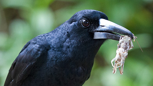 Black butcherbird (Cracticus quoyi)