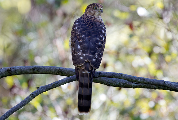 Cooper's Hawk (Accipiter cooperii)