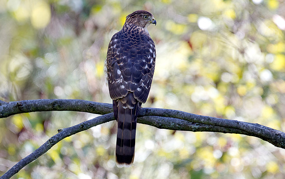 Cooper's Hawk (Accipiter cooperii)