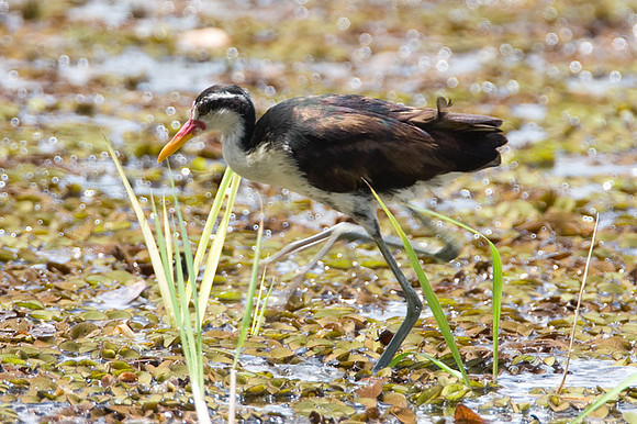 Wattled Jacana (Jacana jacana)