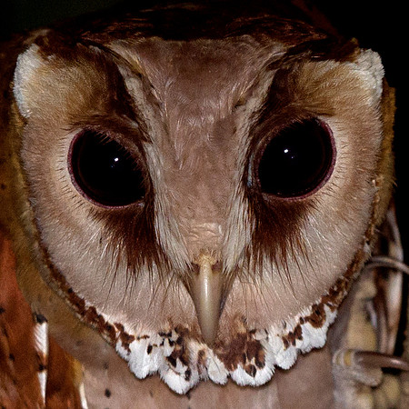 Oriental Bay Owl (Phodilus badius)