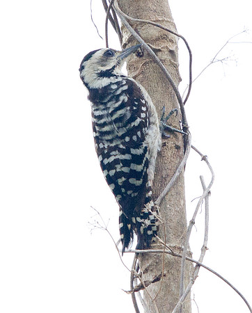 Fulvous-breasted woodpecker (Dendrocopos macei)