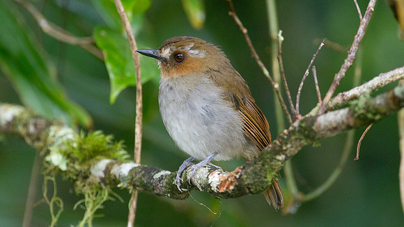 Eyebrowed Jungle Flycatcher (Rhinomyias gularis)