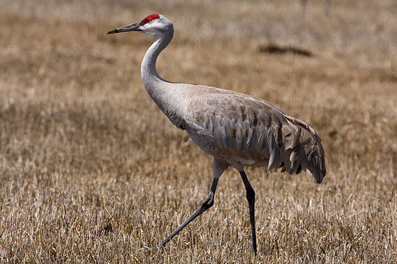 Sandhill Crane (Grus canadensis)