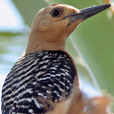 Gila Woodpecker (Melanerpes uropygialis)