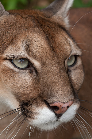 Puma (Puma concolor) captive