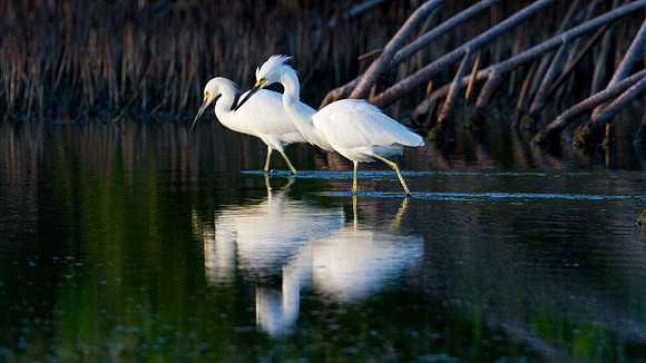 Snowy Egret (Egretta thula)
