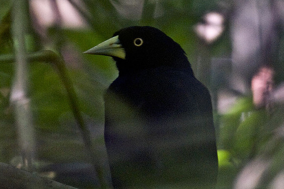 Yellow-billed Cacique (Amblycercus holosericeus)