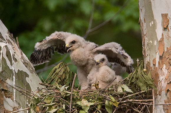 Red-shouldered Hawk (Buteo lineatus) juvenile