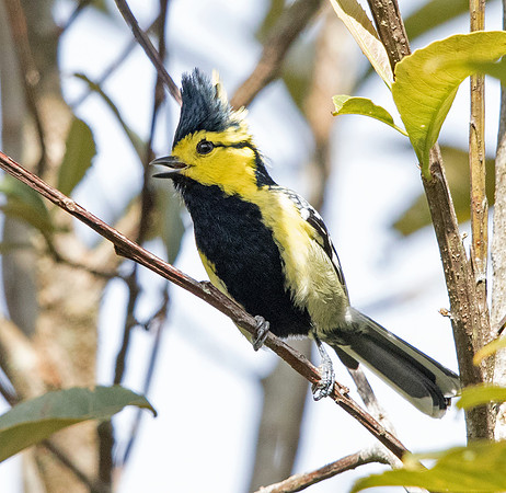 Yellow-cheeked tit (Parus spilonotus) Male