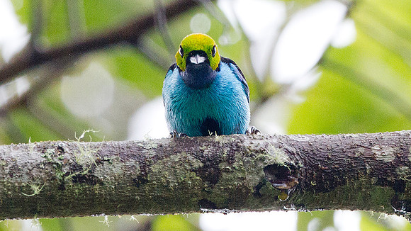 Paradise Tanager (Tangara chilensis)