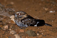 White-tailed Nightjar (Caprimulgus cayennensis)