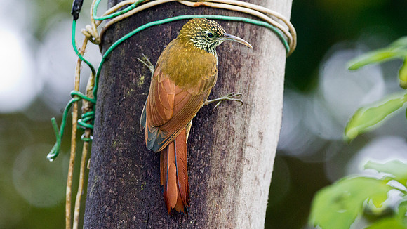 Montane Woodcreeper (Lepidocolaptes lacrymiger)