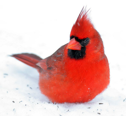 Northern Cardinal (Cardinalis cardinalis) male; also known as Common Cardinal