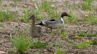 Northern Pintail (Anas acuta) male and female