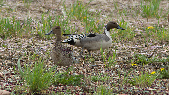 Northern Pintail (Anas acuta) male and female
