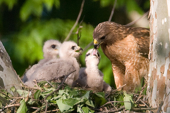Red-shouldered Hawk (Buteo lineatus) adult and chicks