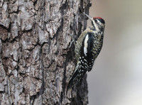 Yellow-bellied sapsucker (female)