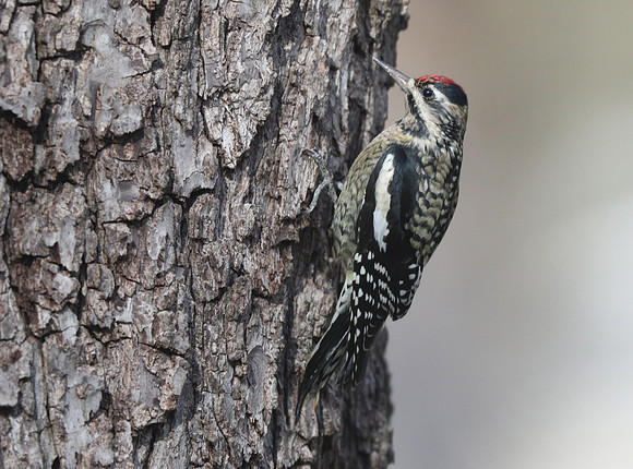 Yellow-bellied sapsucker (female)