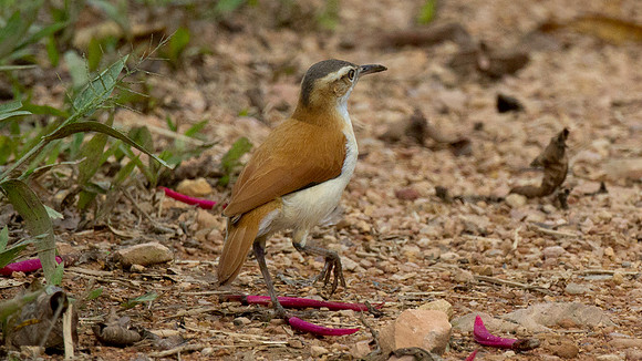 Pacific Hornero (Furnarius leucopus cinnamomeus)