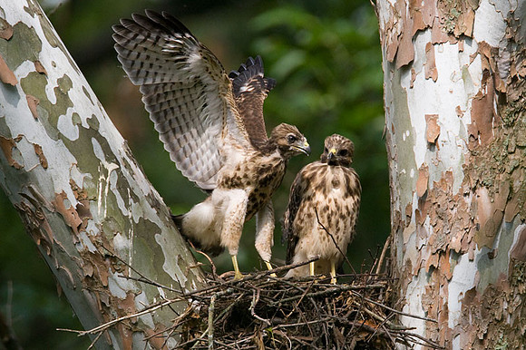 Red-shouldered Hawk (Buteo lineatus) juvenile