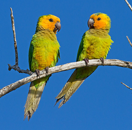 Brown-throated Parakeet (Aratinga pertinax)
