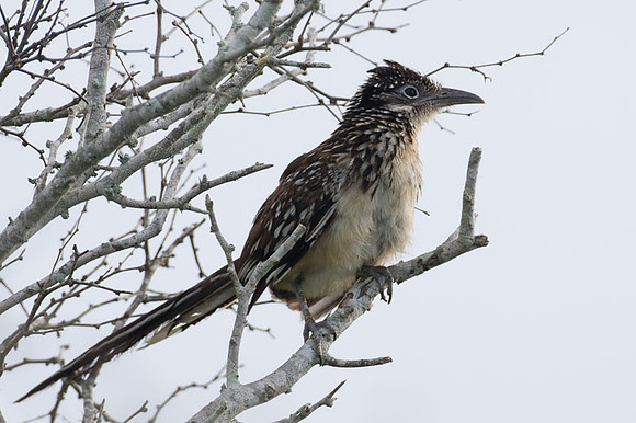Lesser Roadrunner (Geococcyx velox)