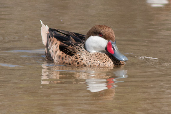 White-cheeked Pintail (Anas bahamensis)
