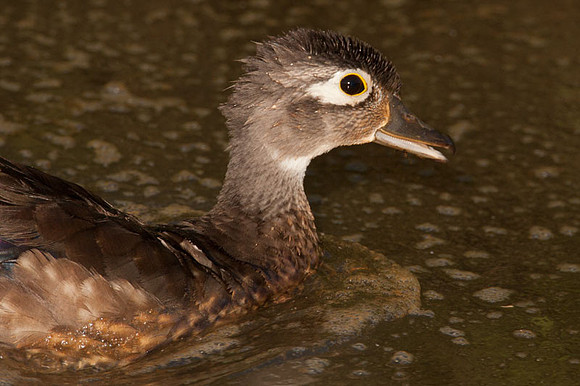 Wood Duck or Carolina Duck (Aix sponsa) female