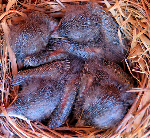 Eastern bluebird (Sialia sialis) Chicks