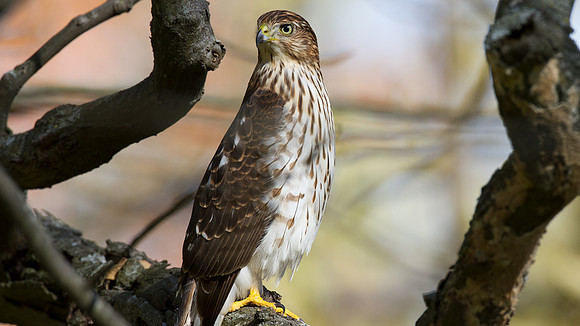 Cooper's Hawk (Accipiter cooperii) Juv