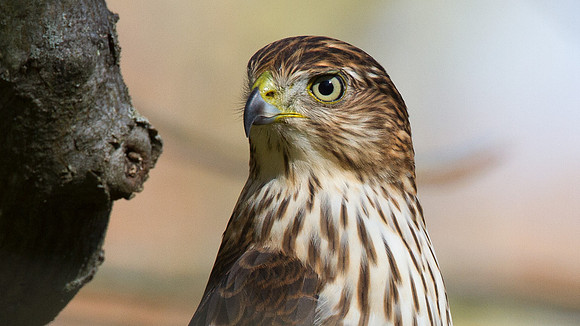 Cooper's Hawk (Accipiter cooperii) Juv