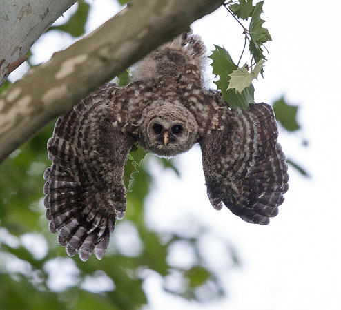 Barred owl (Strix varia) Juv